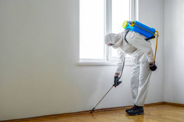 Best Flea Control Services  in Horizon City, TX