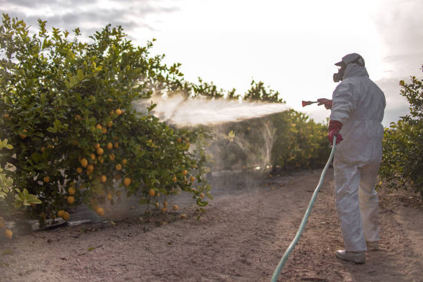 Best Ant Control Services  in Horizon City, TX