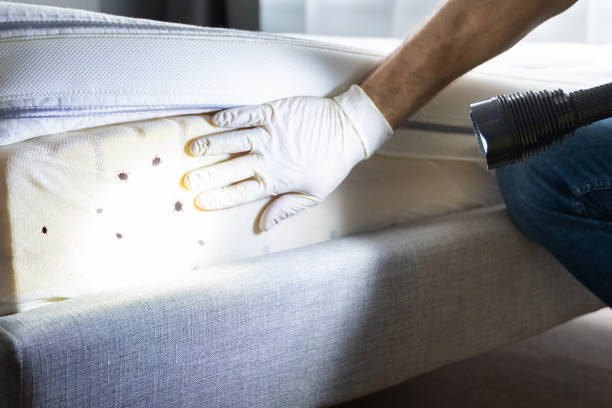 Best Local Pest Control Services  in Horizon City, TX