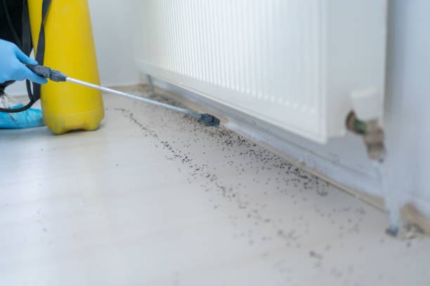 Best Local Pest Control Services  in Horizon City, TX