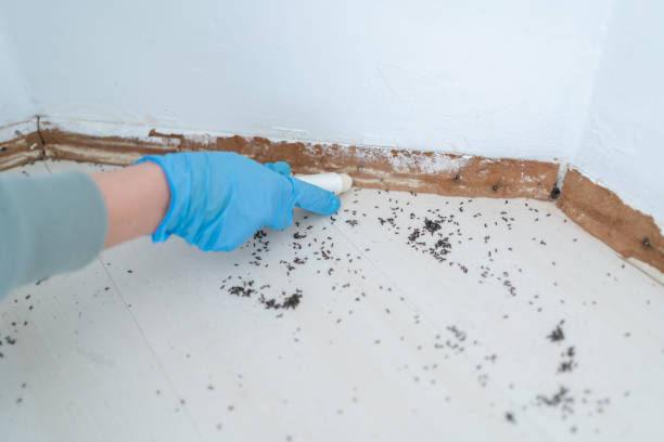 Best Best Pest Control Companies  in Horizon City, TX