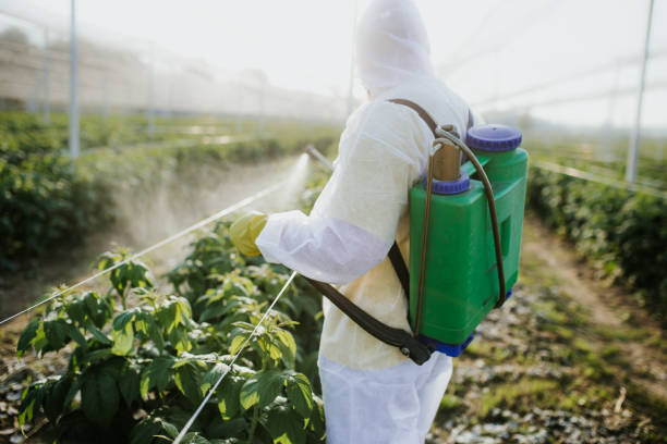 Best Insect Control  in Horizon City, TX
